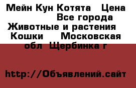 Мейн Кун Котята › Цена ­ 15 000 - Все города Животные и растения » Кошки   . Московская обл.,Щербинка г.